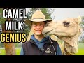Thumbnail for Camel Dairy Revolution: Regenerating Australia’s Arid Lands