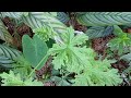 Thumbnail for Raised bed in a #regenerative agroforestry project aka #permaculture