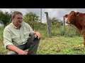 Thumbnail for Dowdle Family Farms Farm Tour Cows