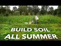 Thumbnail for Summer Cover Cropping Guide