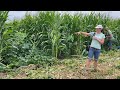 Thumbnail for OGRAIN 2021 Organic Field Day at the UW Arlington Ag Research Station - 60" corn