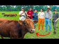 Thumbnail for Why Farmers Can’t Stop Talking About This Breed Of Cattle
