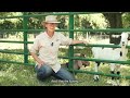 Thumbnail for Day on the Farm: Goats