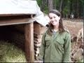 Thumbnail for earth berm pig shelter cuts pig feed costs