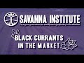 Thumbnail for Black Currants | Good for your Health and the Climate
