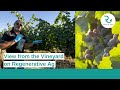 Thumbnail for View from the Vineyard on Regenerative Agriculture | Greg Pennyroyal |...