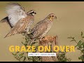Thumbnail for Managing for Bobwhites with Jeff Hodges- April Graze on Over