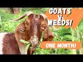 Thumbnail for 22 Goats vs 2 Acres of Weeds – You Won’t Believe the 1 Month Results!