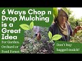 Thumbnail for 6 Reasons Chop n Drop Mulching is an Excellent Idea (Hint: Plant Some N-Fixers!)