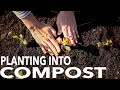 Thumbnail for What to Expect When You Plant Directly into Compost