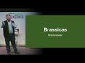 Thumbnail for Brassicas with Colton Toney at Green Cover's Southeast Kansas Soil Health Conference