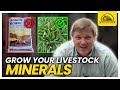 Thumbnail for Grow More of Your Own Livestock Minerals: 4 Plants to Include in Pastures