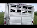 Thumbnail for New bull herd turned into our bull and steer mob, no fighting!