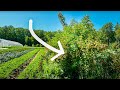 Thumbnail for Lessons from Planting Hedgerows at Frith Farm