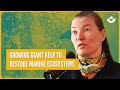 Thumbnail for Growing GIANT KELP to restore marine ecosystems (Caroline Slootweg)