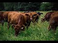 Thumbnail for Intro to Adaptive Grazing - Part 2: Principles & Practices of Adaptive...