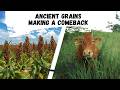 Thumbnail for Ancient Grains Making a Comeback for Crops and Grazing