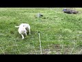 Thumbnail for Spring lambing season is here, 4 sets of triplets so far!