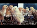 Thumbnail for Baby Chick Care Tips | Caring for Baby Chicks Naturally | Raise Your Own...
