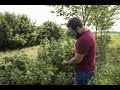Thumbnail for Black Currant Agronomy Panel