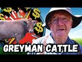 Thumbnail for Smart Farmer Breeds Greyman Cattle For Northern Rivers Profit