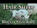 Thumbnail for Hair Sheep with Rocco Sinicrope