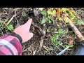 Thumbnail for Frosty Fescue: Why This Grass is Your Winter Goldmine
