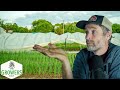 Thumbnail for Is Overwintering Pepper Plants Worth it + Late Season Cover Cropping