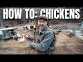 Thumbnail for How to Raise Chickens   12 Stages of Success