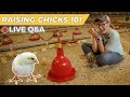 Thumbnail for Caring for Chicks in the Brooder - Pastured Poultry