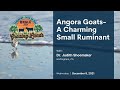 Thumbnail for Angora Goats - A Charming Small Ruminant