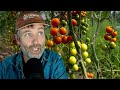 Thumbnail for Growing Tomatoes in the Same Place Every Year + What Exactly IS Considered...