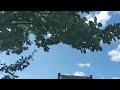Thumbnail for English Oak - Resilient Tree for tough sites and wildlife