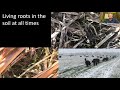 Thumbnail for Understanding and Interpreting Soil Tests 1 12 21