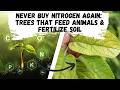 Thumbnail for Never Buy Nitrogen Again: Trees That Feed Animals & Fertilize Soil