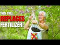 Thumbnail for STOP WASTING TIME using fertilizers & plant THESE Nitrogen Fixing Trees instead!