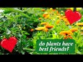 Thumbnail for Unlock Your Garden's Potential with Companion Planting