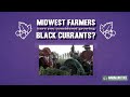 Thumbnail for How to Grow Black Currants in the Midwest