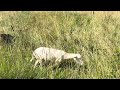 Thumbnail for Greg Judy gives his 1 electric hot wire hair sheep tips for your flock.