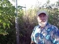Thumbnail for beneficial weeds in a young food forest - polyculture!