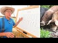 Thumbnail for Joel Salatin Teaches Pasture Pigs (for Profit)