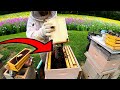 Thumbnail for Learn Something Today: Honey Bees 101 How’s it all Work?