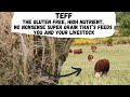 Thumbnail for Teff: The Gluten Free High Nutrient No Nonsense Super Grain That Feeds You...