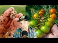 Thumbnail for Using Legume Nodules to Fertilize Heavy Feeders? + Best Garden Hoes