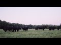 Thumbnail for Grazing Cover Crops: How to Bring Animals Back to Your Row Cropped Farm