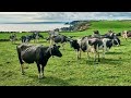 Thumbnail for Irish Pasture-Based Dairy Systems: Achieving & Coping with Compact Seasonal Calving