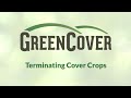 Thumbnail for What to Consider When Terminating Cover Crops