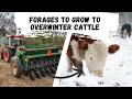 Thumbnail for Forages to Grow to Over Winter Cattle