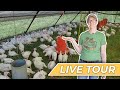 Thumbnail for Pastured Poultry Farm Tour at Heifer Ranch