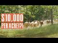 Thumbnail for Make $10,000/acre with Pigs?